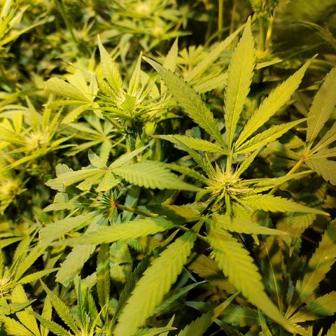 Super Silver Haze #05 growlog timeline photo