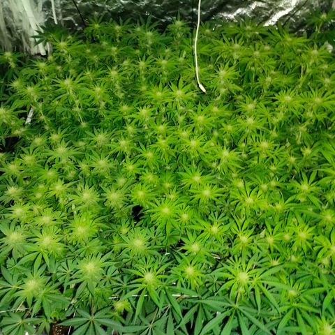 Super Silver Haze #01 growlog timeline photo