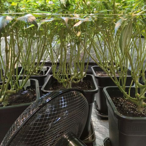 Super Silver Haze #01 growlog timeline photo