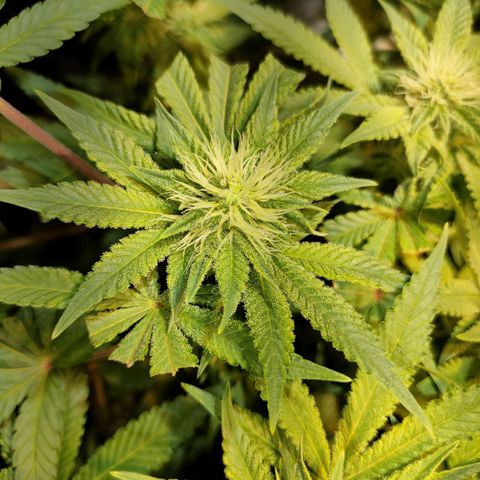 Super Silver Haze #01 growlog timeline photo
