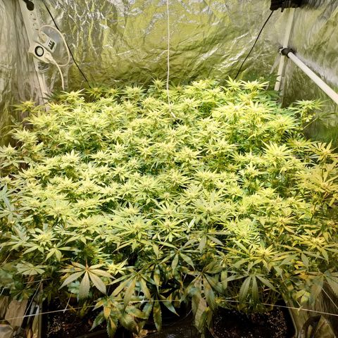 Super Silver Haze #01 growlog timeline photo