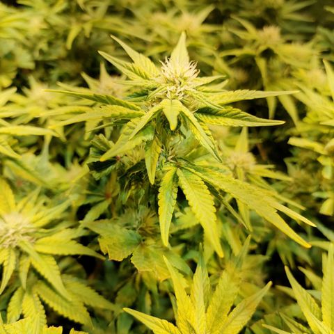 Super Silver Haze #01 growlog timeline photo