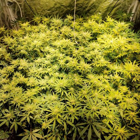 Super Silver Haze #01 growlog timeline photo