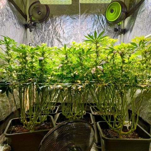 Super Silver Haze #01 growlog timeline photo