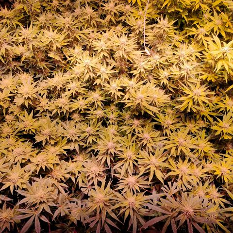 Super Silver Haze #01 growlog timeline photo