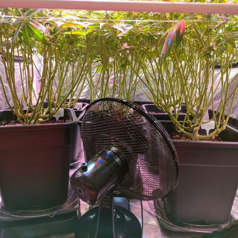 Super Silver Haze #01 growlog timeline photo