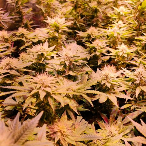 Super Silver Haze #01 growlog timeline photo