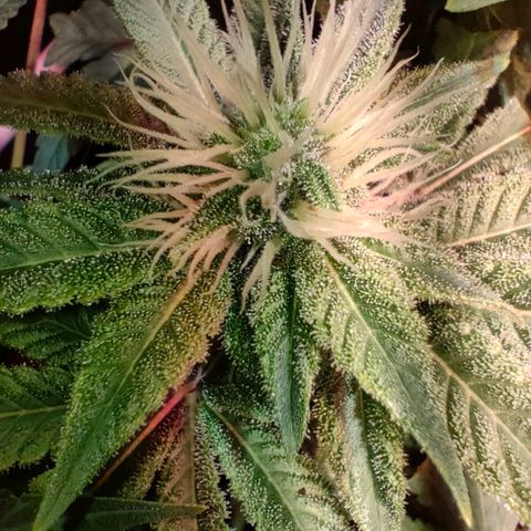 Super Silver Haze #01 growlog timeline photo