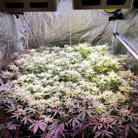 Super Silver Haze #01 growlog timeline photo
