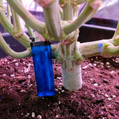 Super Silver Haze #01 growlog timeline photo