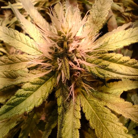 Super Silver Haze #01 growlog timeline photo