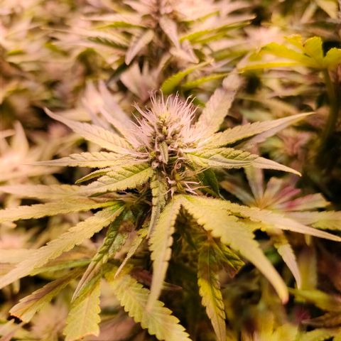 Super Silver Haze #01 growlog timeline photo