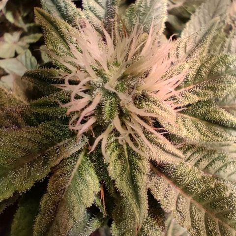 Super Silver Haze #01 growlog timeline photo