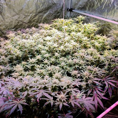 Super Silver Haze #01 growlog timeline photo