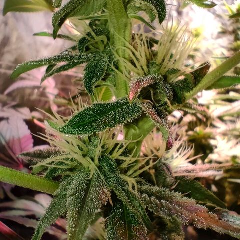 Super Silver Haze #01 growlog timeline photo
