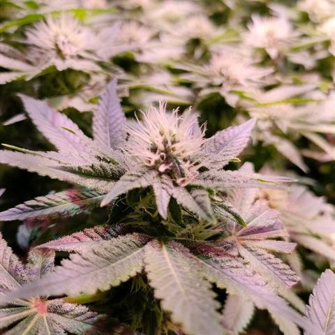 Super Silver Haze #01 growlog timeline photo
