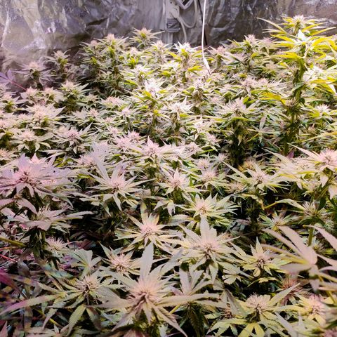 Super Silver Haze #01 growlog timeline photo