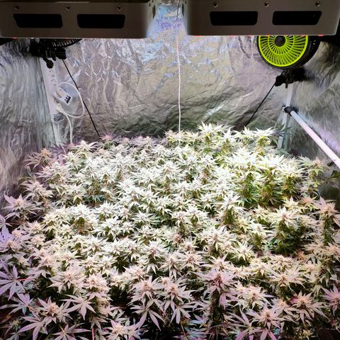 Super Silver Haze #01 growlog timeline photo