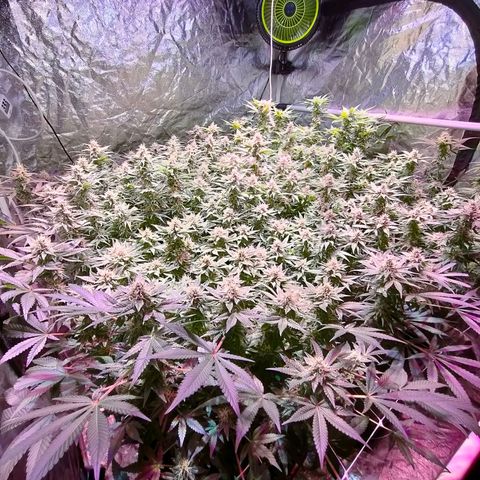 Super Silver Haze #01 growlog timeline photo