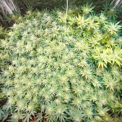 Super Silver Haze #01 growlog timeline photo