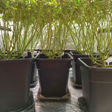 Super Silver Haze #01 growlog timeline photo