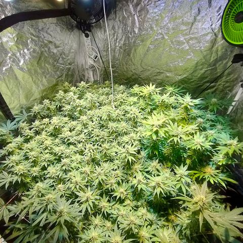 Super Silver Haze #01 growlog timeline photo