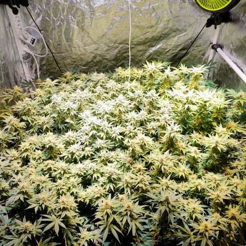 Super Silver Haze #01 growlog timeline photo