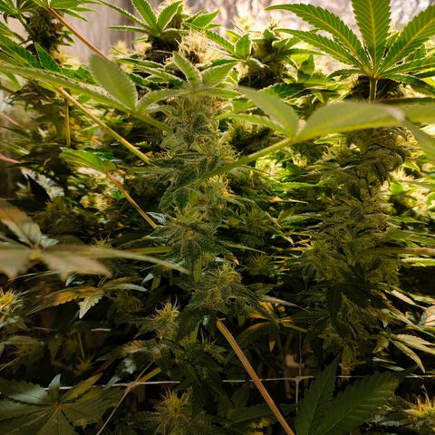 Super Silver Haze #01 growlog timeline photo