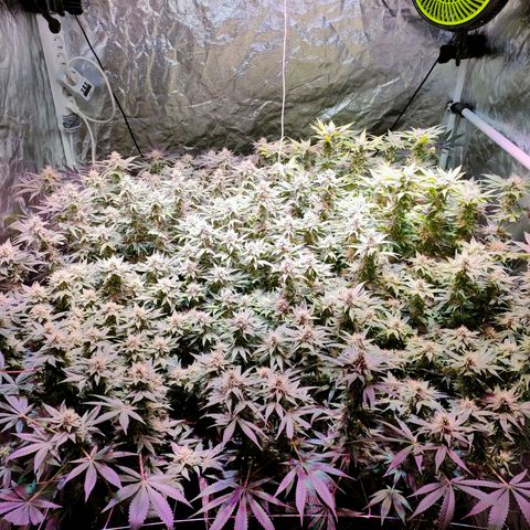 Super Silver Haze #01 growlog timeline photo