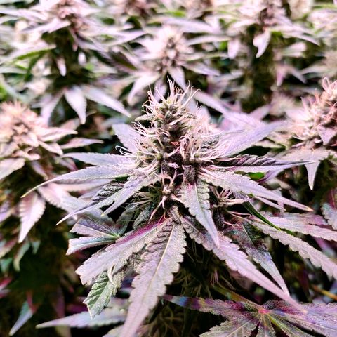 Super Silver Haze #01 growlog timeline photo