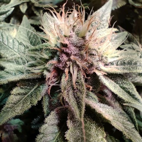 Super Silver Haze #01 growlog timeline photo