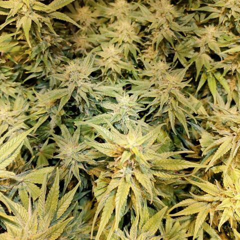 Super Silver Haze #01 growlog timeline photo