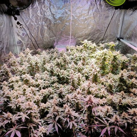 Super Silver Haze #01 growlog timeline photo