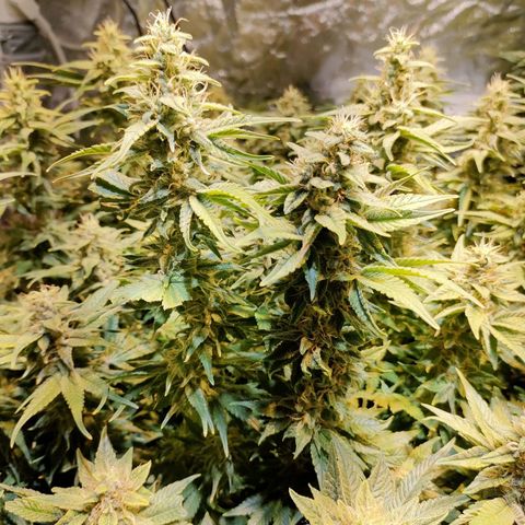 Super Silver Haze #01 growlog timeline photo