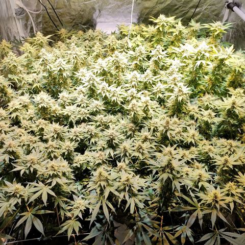 Super Silver Haze #01 growlog timeline photo