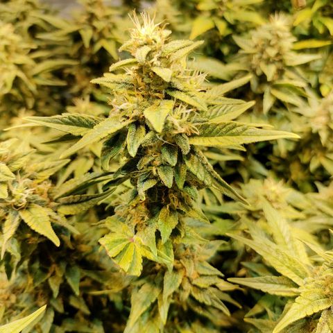 Super Silver Haze #01 growlog timeline photo