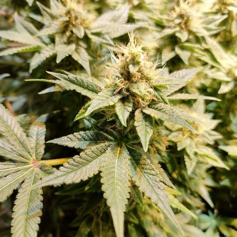 Super Silver Haze #01 growlog timeline photo
