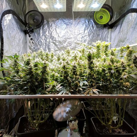 Super Silver Haze #01 growlog timeline photo