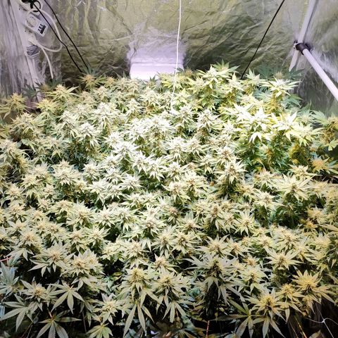 Super Silver Haze #01 growlog timeline photo