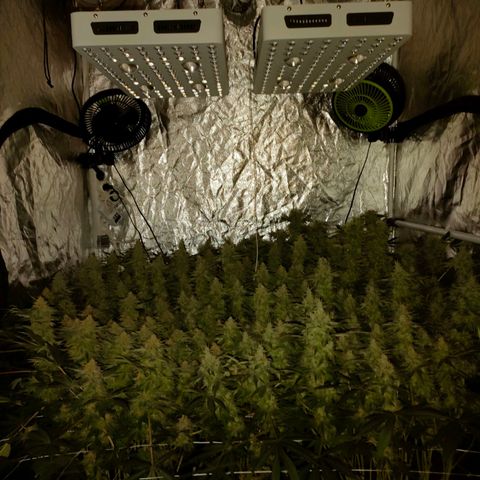 Super Silver Haze #01 growlog timeline photo
