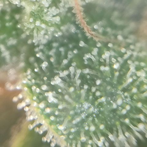 Super Silver Haze #01 growlog timeline photo
