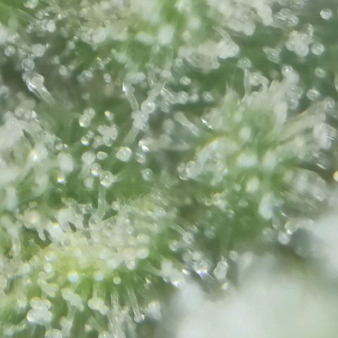 Super Silver Haze #01 growlog timeline photo