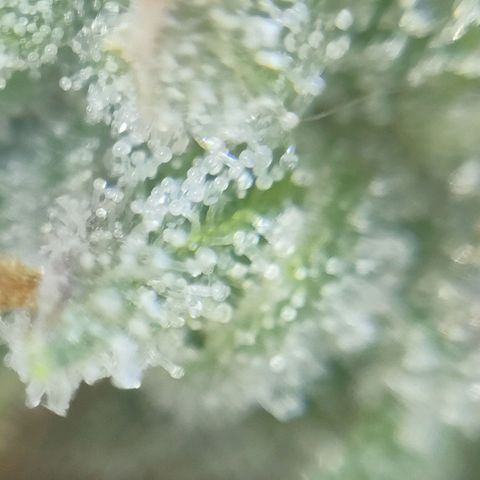 Super Silver Haze #01 growlog timeline photo