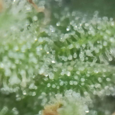 Super Silver Haze #05 growlog timeline photo