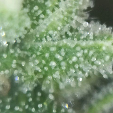 Super Silver Haze #05 growlog timeline photo