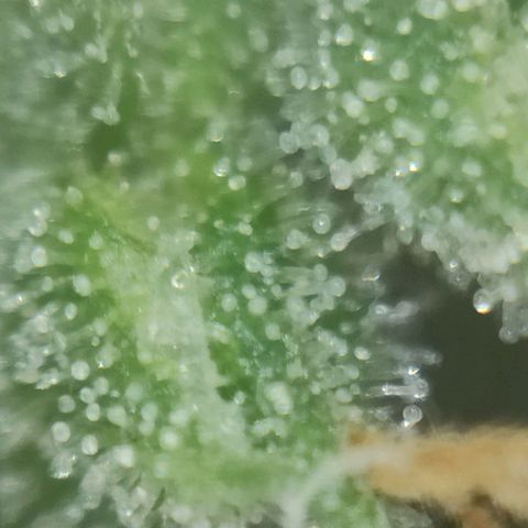 Super Silver Haze #05 growlog timeline photo