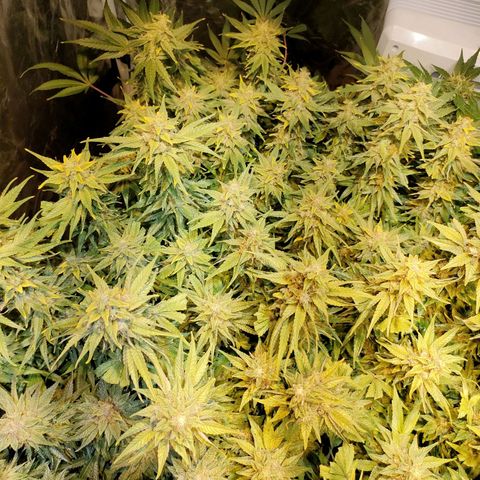 Super Silver Haze #01 growlog timeline photo