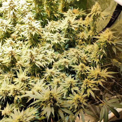 Super Silver Haze #05 growlog timeline photo