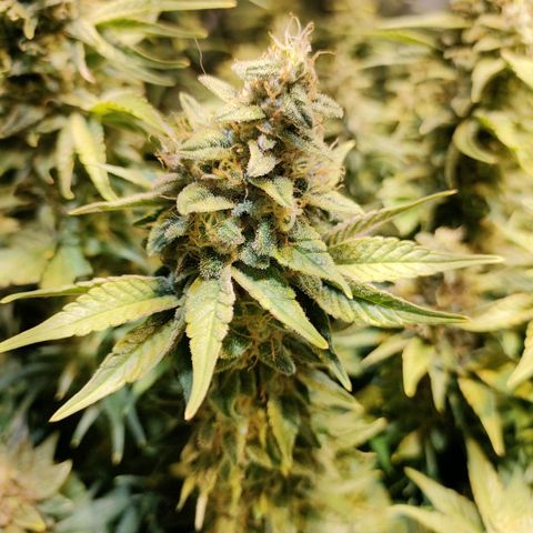 Super Silver Haze #01 growlog timeline photo