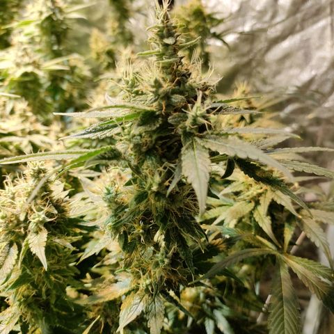 Super Silver Haze #05 growlog timeline photo